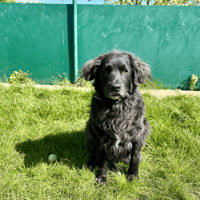 TOM, chien à adopter