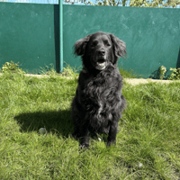 TOM, chien à adopter