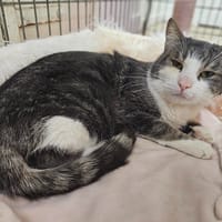 CORTEX, chat à adopter