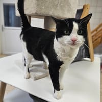 BALDUR, chat à adopter