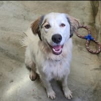 Neige, chienne à adopter