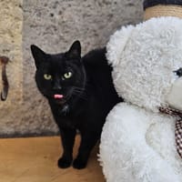MIAOUSS, chatte à adopter