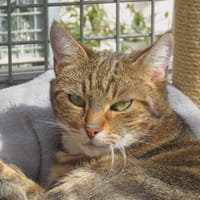 ALEXA, chatte à adopter