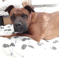 Adonis, chien à adopter