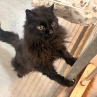 ALPHONSE, chat à adopter