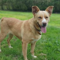 Stela, chienne à adopter