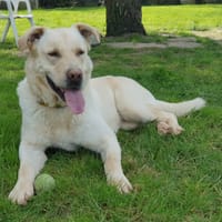 ozzy, chien à adopter