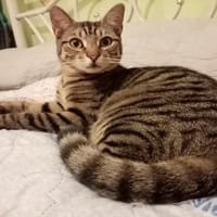 JULES PAB28398, chat à adopter