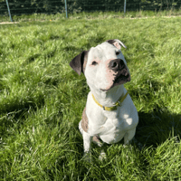 JOEY, chien à adopter
