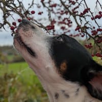 Vador l'adorable petit guerrier tripatte, chien à adopter