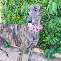 AMMA, chienne à adopter