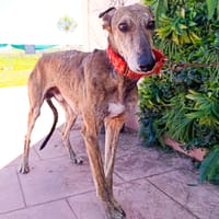 DONNY, chien à adopter