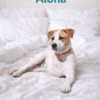 ALONA, chienne à adopter