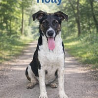 HOLLY, chienne à adopter