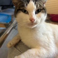 lya, chatte à adopter