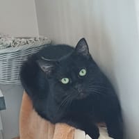 Vera, chatte à adopter