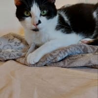 Anoki, chat à adopter