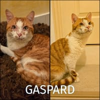 GASPARD, chat à adopter