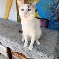 Lily Rose, la machine à ronrons, chatte à adopter