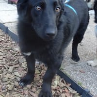Paillette, chienne à adopter