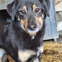 Texane, chienne à adopter