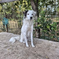 Bulma, chienne à adopter