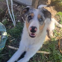 Fluffy, chienne à adopter