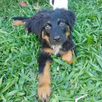 NAMI la rêveuse, chienne à adopter