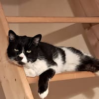 Spot, chat à adopter