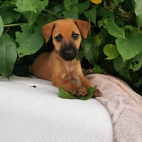 Scooby, Mâle, X Berger, né le 15/01/2026, chien à adopter
