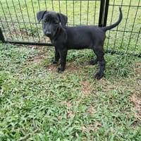 Patchouli, Femelle, X Berger, née le 15/01/2026, chienne à adopter