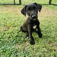 Daphnis, Mâle, X Berger, né le 15/01/2026, chien à adopter