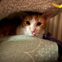 Zuhause gesucht für Lefteris, Kater zur Adoption