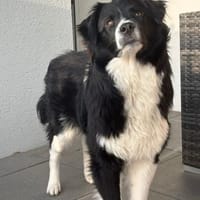 Mailow - schlau und schön, Hund zur Adoption