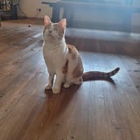 Zuhause gesucht für Lillyfee, Katze zur Adoption