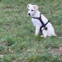 Lumi   zarte Seele sucht ihr Glück, Hündin zur Adoption