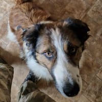 Wuschel-Kuschelmonsterchen Fleur, Hündin zur Adoption