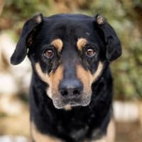 Leo möchte Ihr Herz erwärmen, Hund zur Adoption