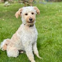 Cesare sucht Zuhause ohne kleine Kinder, Hund zur Adoption