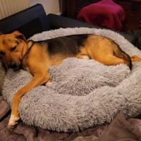 Zuhause gesucht für Minou, Hund zur Adoption