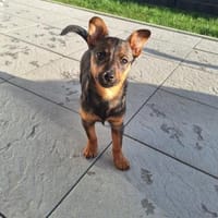 Auri möchte Zweithund sein, Hündin zur Adoption