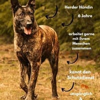 Hella - freundliche, liebevolle Hündin, Hündin zur Adoption