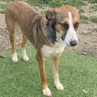 KETTY wünscht sich ihr eigenes Zuhause, Hündin zur Adoption