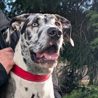 Dacota - unsere sanfte Schönheit, Hündin zur Adoption