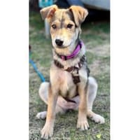 Mayli2 - wartet in 15848 Beeskow, Hündin zur Adoption