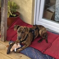 ZIPPO ist ein gelehriger Bub, Hund zur Adoption