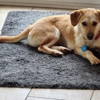 Vigo  - kleiner Hund sucht Zuhause, Hund zur Adoption