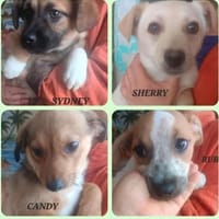 VERMITTLUNGSHILFE Bezaubernde Welpen, Hund zur Adoption