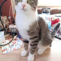 Zuhause gesucht für Findus & Muffin, Kater zur Adoption