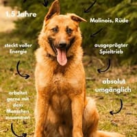 Blondie - aufgeweckt und sportlich, Hund zur Adoption
